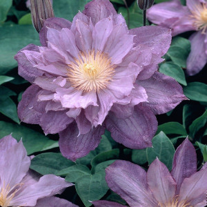 Клематис Протеус  